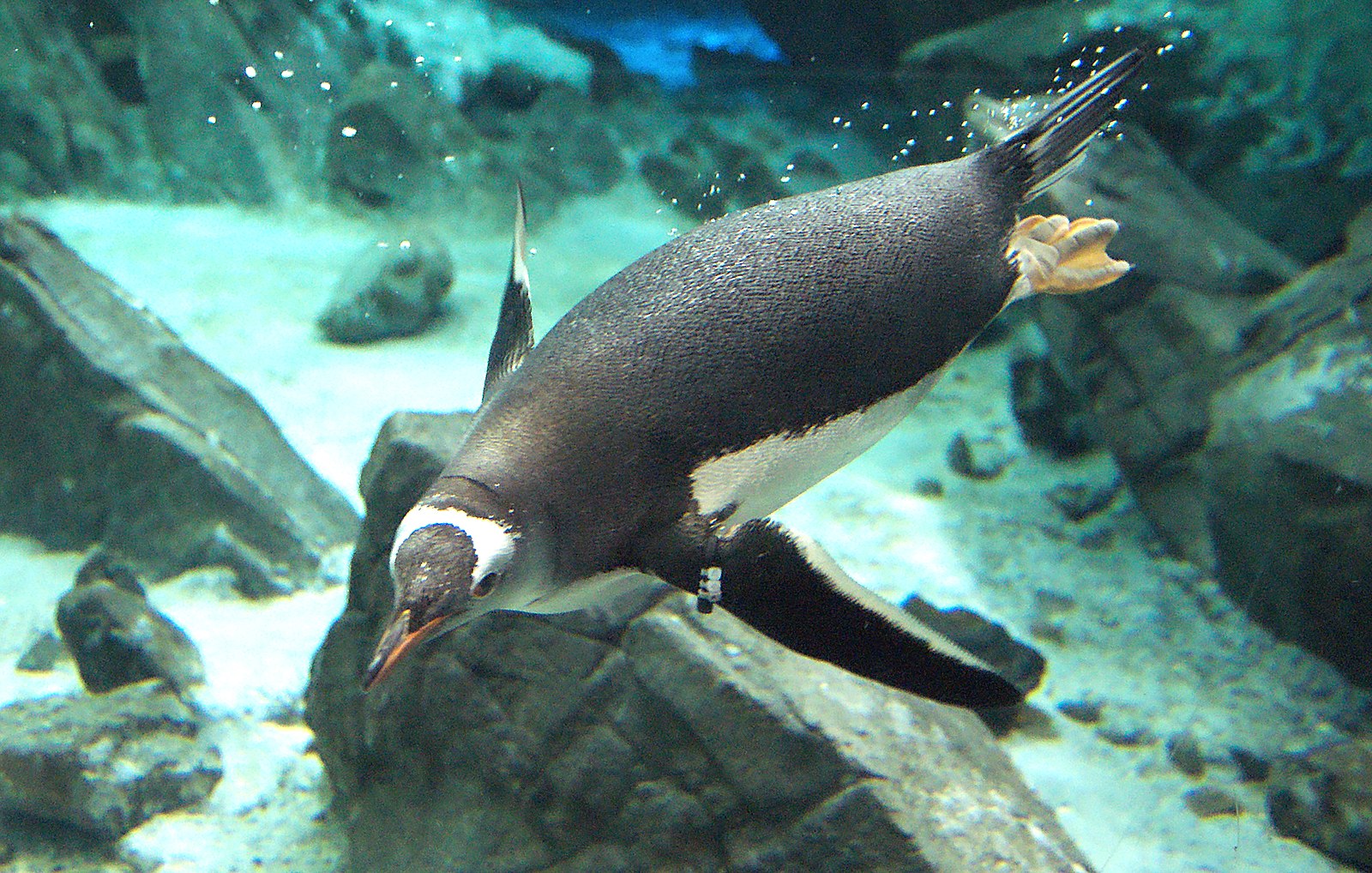 _images/gentoo.jpg